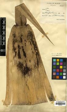 Type specimen at Edinburgh (E). Lace, John: 4578. Barcode: E00393533.