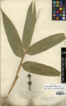 Type specimen at Edinburgh (E). Hooker, Joseph; Thomson, Thomas: . Barcode: E00393534.