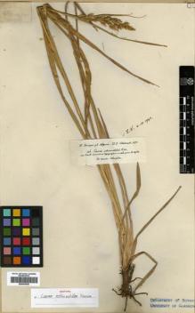 Type specimen at Edinburgh (E). Schimper, Georg: 26. Barcode: E00393536.