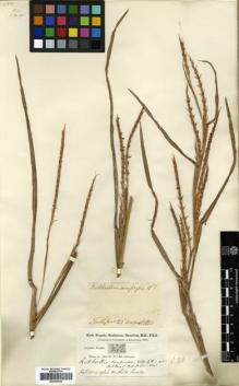 Type specimen at Edinburgh (E). Buchanan-Hamilton, Francis: 342. Barcode: E00393542.