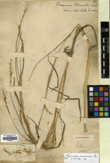 Type specimen at Edinburgh (E). Woodrow, G.: . Barcode: E00393553.