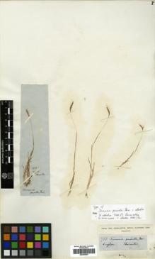 Type specimen at Edinburgh (E). Thwaites, George: 957. Barcode: E00393567.