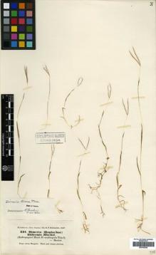 Type specimen at Edinburgh (E). Hohenacker, Rudolph: 231. Barcode: E00393569.