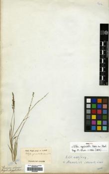 Type specimen at Edinburgh (E). Wight, Robert: 2588. Barcode: E00393585.