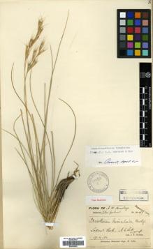 Type specimen at Edinburgh (E). Duthie, John: 14467. Barcode: E00393592.