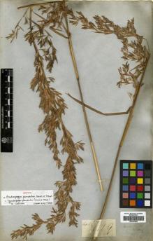 Type specimen at Edinburgh (E). Wallich, Nathaniel: 8794G. Barcode: E00393596.