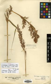 Type specimen at Edinburgh (E). Hochstetter, C.: 932. Barcode: E00393597.