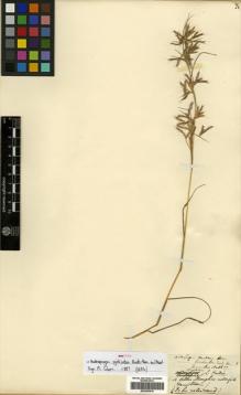 Type specimen at Edinburgh (E). Buchanan-Hamilton, Francis: 2316. Barcode: E00393619.