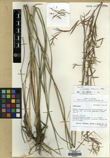 Type specimen at Edinburgh (E). Noltie, Henry J.; Pradhan, Rebecca,; Sherub & Wangdi, Tandin: 99. Barcode: E00393622.