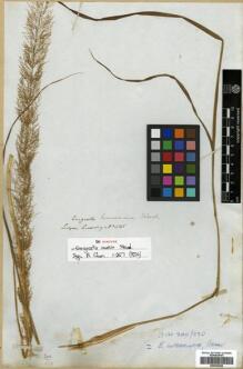 Type specimen at Edinburgh (E). Cuming, Hugh: 545. Barcode: E00393628.