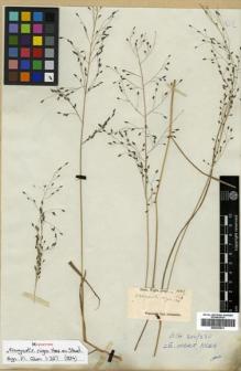 Type specimen at Edinburgh (E). Wight, Robert: 1782. Barcode: E00393631.