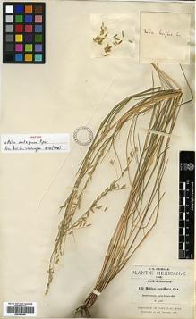 Type specimen at Edinburgh (E). Pringle, Cyrus: 430. Barcode: E00393680.