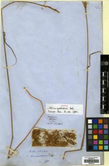 Type specimen at Edinburgh (E). Wallich, Nathaniel: 8808. Barcode: E00393702.