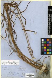Type specimen at Edinburgh (E). Wallich, Nathaniel: 8808. Barcode: E00393703.
