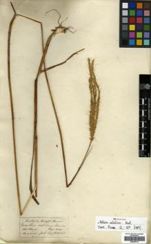 Type specimen at Edinburgh (E). Hooker, Joseph; Thomson, Thomas: . Barcode: E00393710.