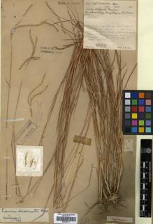 Type specimen at Edinburgh (E). Lace, John: 6051. Barcode: E00393713.