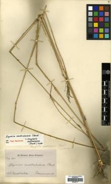 Type specimen at Edinburgh (E). Drummond, James: 387. Barcode: E00393717.