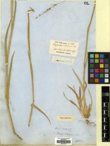 Type specimen at Edinburgh (E). Wight, Robert: 2314. Barcode: E00393724.