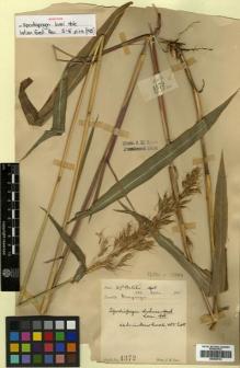 Type specimen at Edinburgh (E). Lace, John: 4372. Barcode: E00393732.