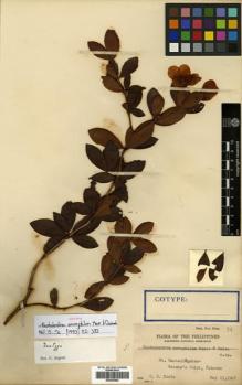 Type specimen at Edinburgh (E). Edaño, G.: PNH 34. Barcode: E00393802.