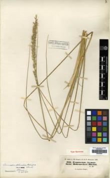 Type specimen at Edinburgh (E). Hohenacker, Rudolph: 930. Barcode: E00393809.