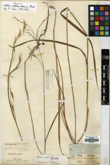 Type specimen at Edinburgh (E). Wight, Robert: 1795. Barcode: E00393846.