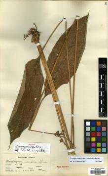Type specimen at Edinburgh (E). Elmer, Adolph: 7611. Barcode: E00393870.