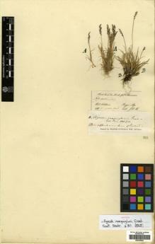 Type specimen at Edinburgh (E). Hooker, Joseph: 10. Barcode: E00393894.