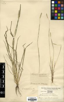 Type specimen at Edinburgh (E). Buchanan-Hamilton, Francis: 238. Barcode: E00393896.
