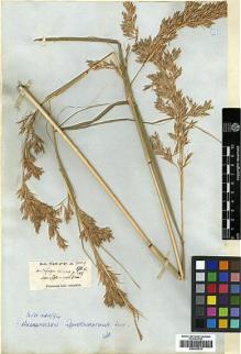 Type specimen at Edinburgh (E). Wight, Robert: 1700C/171C. Barcode: E00393915.