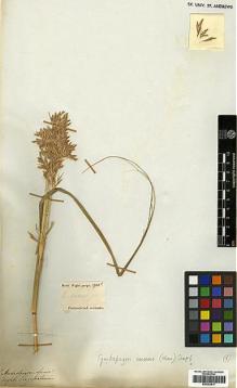 Type specimen at Edinburgh (E). Wight, Robert: 1700C. Barcode: E00393917.