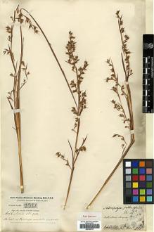 Type specimen at Edinburgh (E). Buchanan-Hamilton, Francis: 2321. Barcode: E00393919.