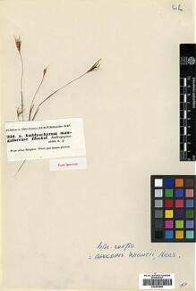 Type specimen at Edinburgh (E). Hohenacker, Rudolph: 231A. Barcode: E00393968.