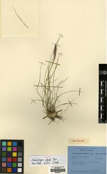 Type specimen at Edinburgh (E). Polunin, Oleg; Sykes, William; Williams, Leonard: 3170. Barcode: E00393971.