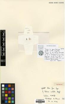 Type specimen at Edinburgh (E). Hooker, Joseph: 16. Barcode: E00393974.