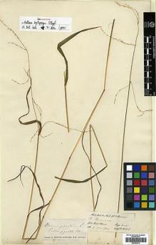 Type specimen at Edinburgh (E). Hooker, Joseph; Thomson, Thomas: 18. Barcode: E00393976.