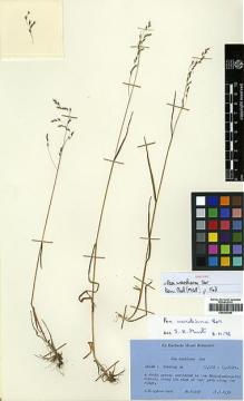 Type specimen at Edinburgh (E). Kingdon-Ward, Francis: 13990. Barcode: E00393980.