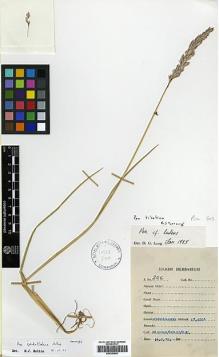 Type specimen at Edinburgh (E). : 206. Barcode: E00393981.