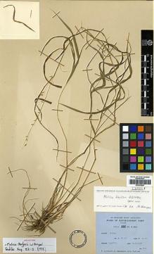 Type specimen at Edinburgh (E). Ludlow, Frank; Sherriff, George; Taylor, George: 6387. Barcode: E00393994.