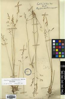 Type specimen at Edinburgh (E). Lace, John: 3780. Barcode: E00393996.
