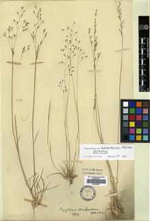 Type specimen at Edinburgh (E). Lace, John: 3780. Barcode: E00393997.
