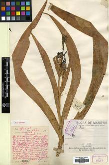 Type specimen at Edinburgh (E). Watt, George: 6337. Barcode: E00394029.