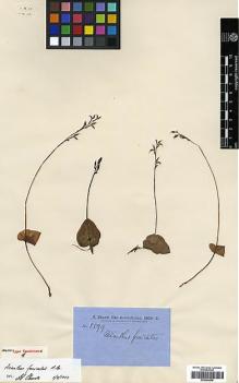 Type specimen at Edinburgh (E). Brown, Robert: 5599. Barcode: E00394046.