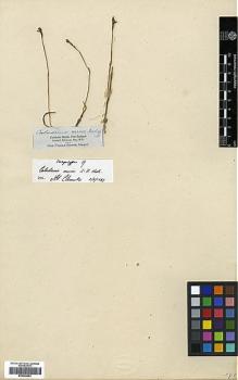 Type specimen at Edinburgh (E). Sinclair, Andrew: . Barcode: E00394053.