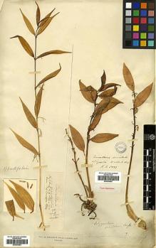 Type specimen at Edinburgh (E). Wallich, Nathaniel: 5133. Barcode: E00394062.