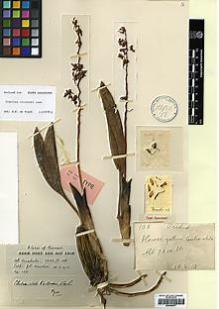 Type specimen at Edinburgh (E). Moulton, John: 103. Barcode: E00394071.