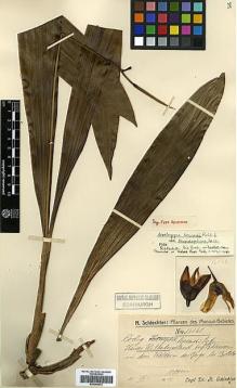 Type specimen at Edinburgh (E). Schlechter, Friedrich: 16560. Barcode: E00394072.