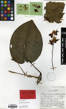 Type specimen at Edinburgh (E). Burtt, Brian; Woods, Patrick: 1609. Barcode: E00394078.