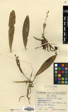 Type specimen at Edinburgh (E). Schlechter, Friedrich: 18627. Barcode: E00394080.