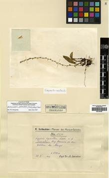 Type specimen at Edinburgh (E). Schlechter, Friedrich: 15976. Barcode: E00394085.